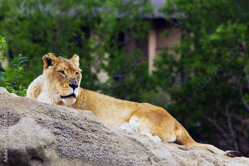 lioness on top of a rock