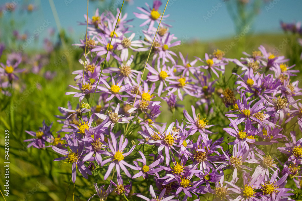 Obraz premium beautiful wild chrysanthemums in the summer meadow