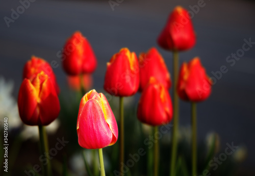 Tulpen ganz in Rot