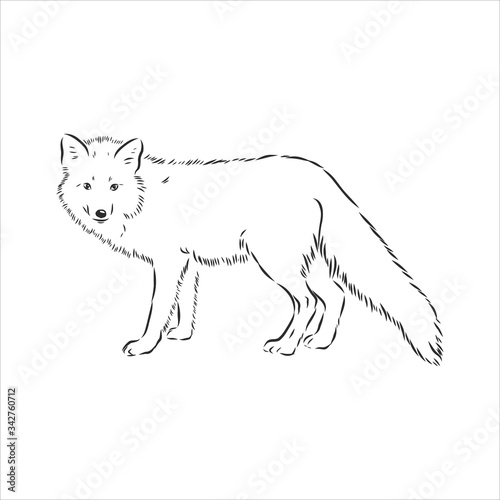 Hand drawn fox, vector illustration. See also other sets of animals. wild Fox vector illustration