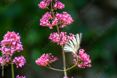 Iphiclides feisthamelii a beautiful butterfly photo