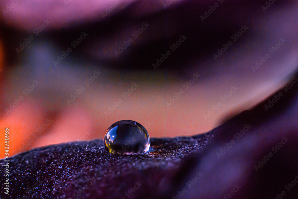 water drops on a purple flower