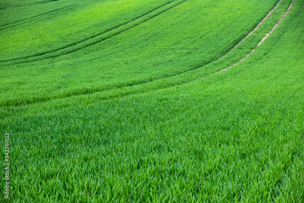 Spring field with young wheat Spring field with young wheat