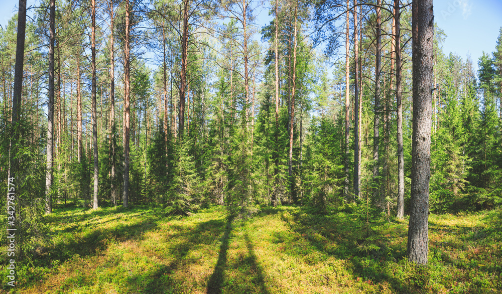 Sunny summer forest panorama