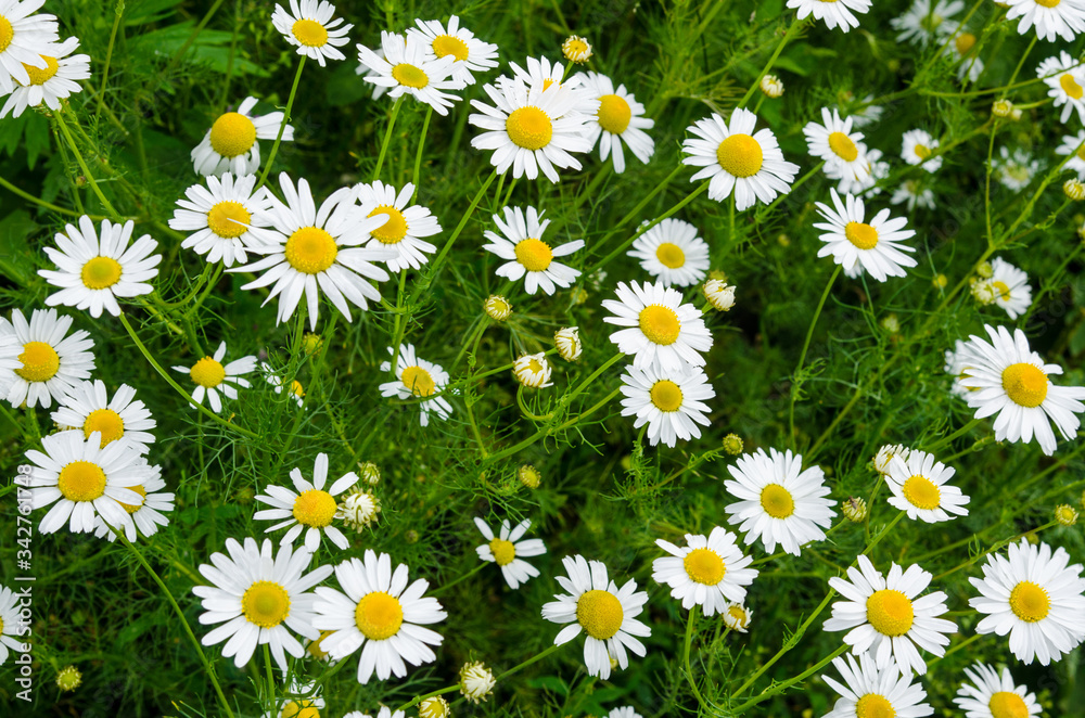 Fototapeta premium Chamomile flowers field. Beautiful blooming medical roman chamomiles. Herbal medicine, aromatherapy concept. Selective focus