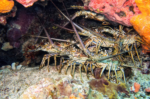 lobsters grouped under neath a rock