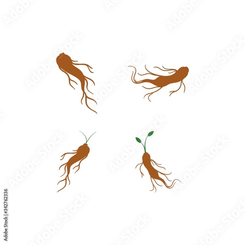 ginseng root vector graphic design illustration