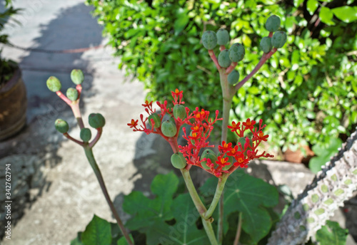 Gout Stalk ,Guatemalan Rhubarb ,Bottleplant shrub (Jatropha podagrica) is caudiciform perennial herb use as succulent ornamental plant has swollen caudex ,bright coral red flower photo
