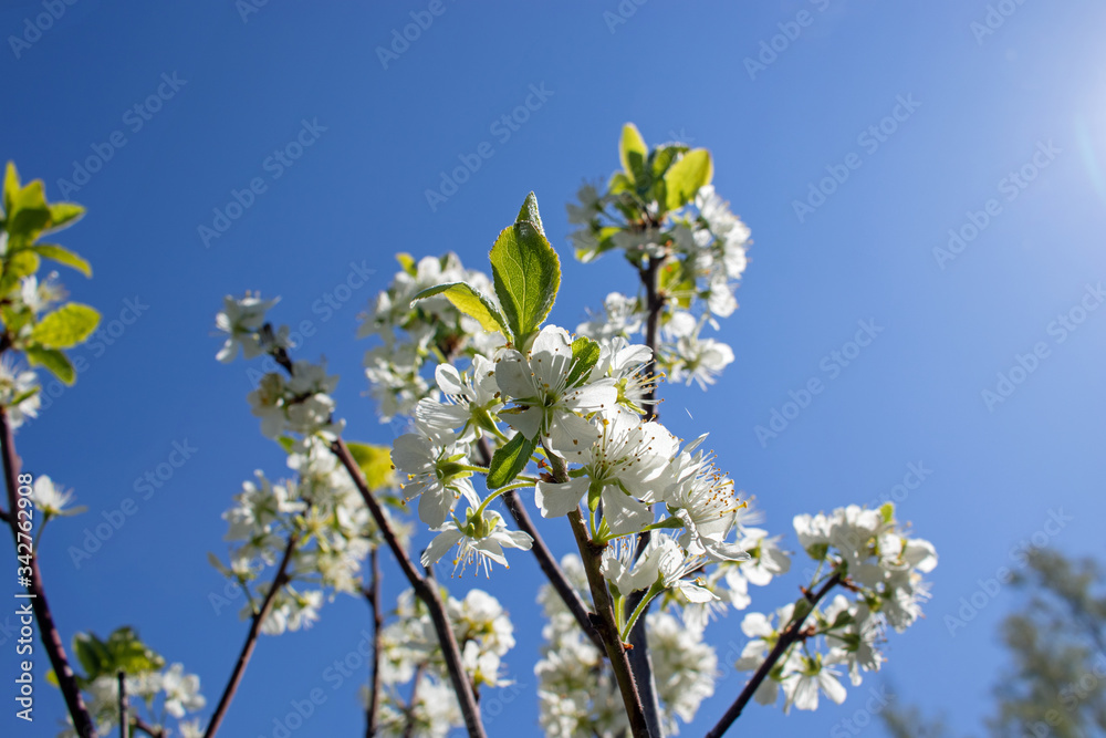blue sky and beautiful flowers of a plum tree blue sky and beautiful flowers of a plum tree