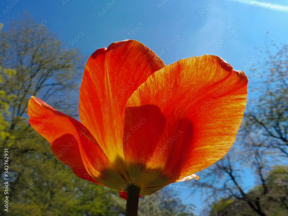 czerwony tulipan pod światło - obrazy, fototapety, plakaty 
