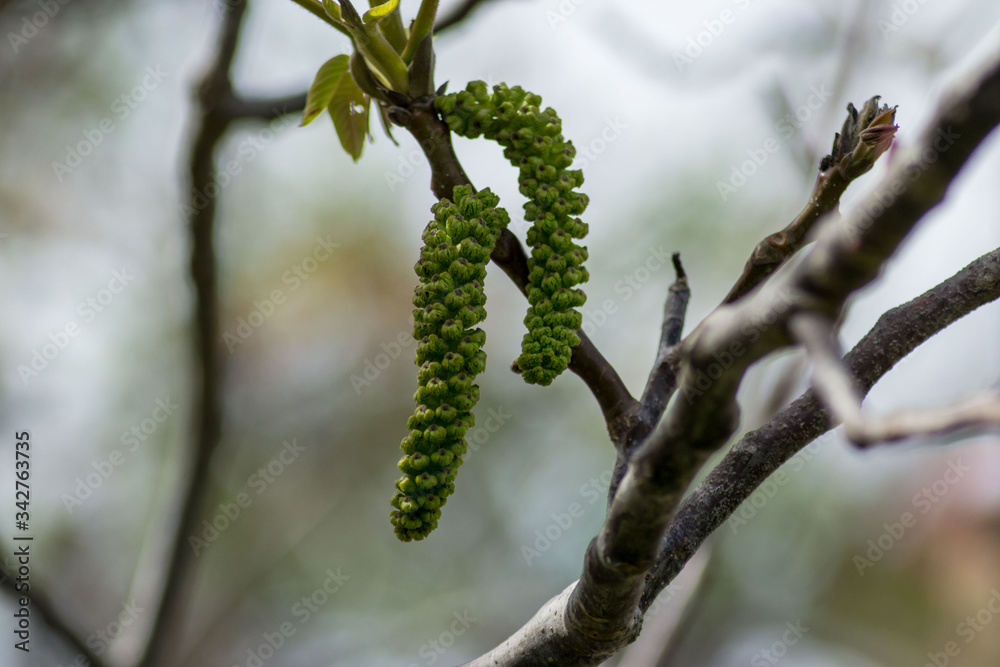 Naklejka premium Walnut tree blooms, young leaves of the tree in the spring season, seasonal flora, close-up, nature outdoors