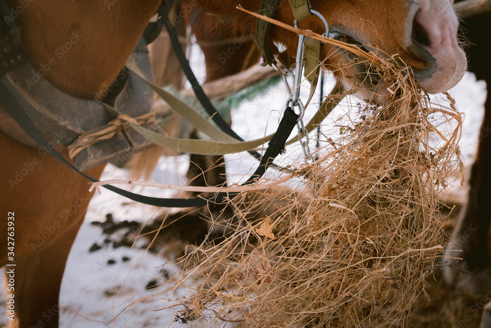 Beautiful horse eats dry hay outdoors at farm