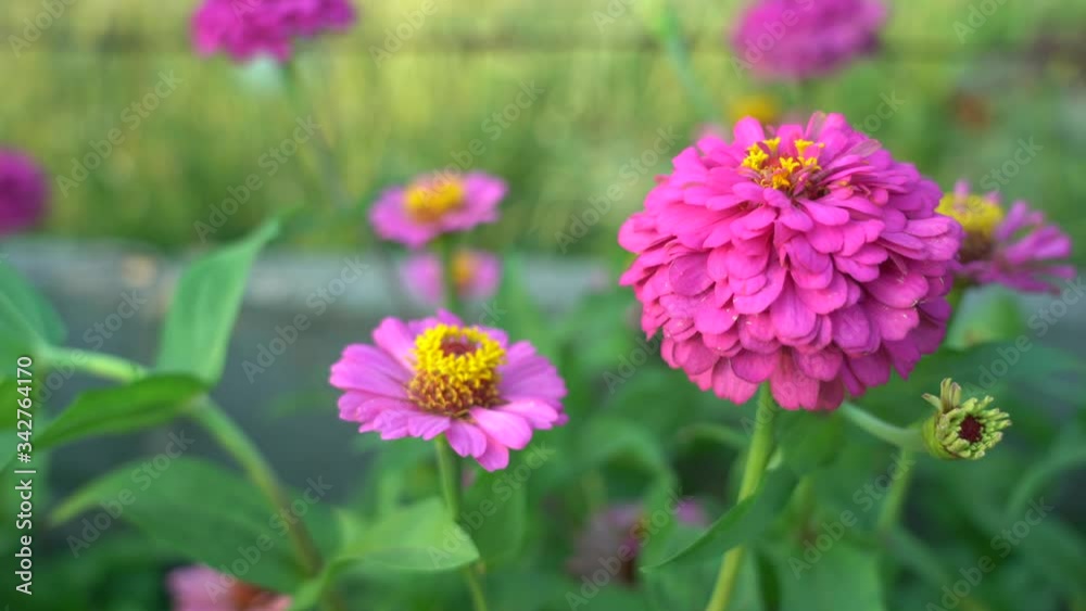 Zinnia flowers are blooming in flowerbed. Zinnia flowers are blooming in flowerbed.