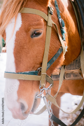 Face of beautiful horse outdoors at a farm