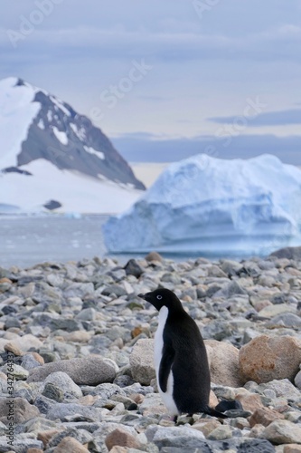 Adelie penguin in Antarctica on rocky beach with iceberg and mountain in background  at Stonington Islands