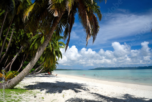 palm tree on the beach © MRINAL NAG