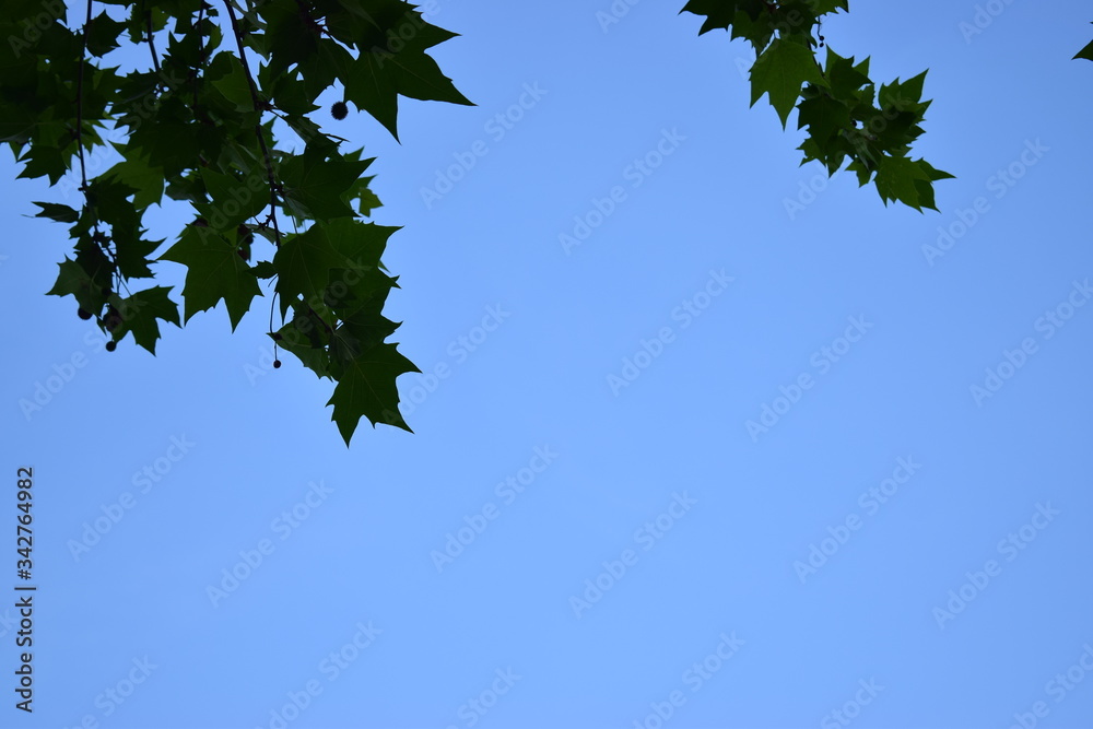 Fototapeta premium green leaf in the summer