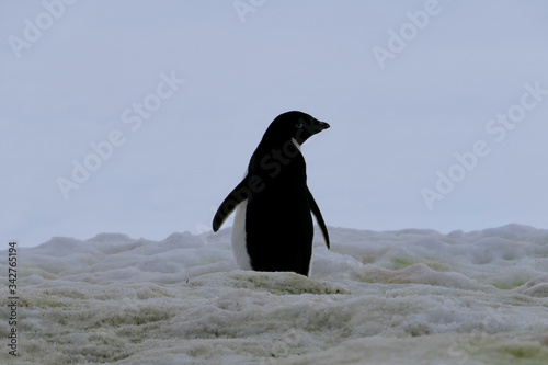 Adelie penguin in Antarctica walking on snow  closeup  at Stonington Islands