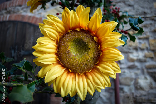 Sunflower