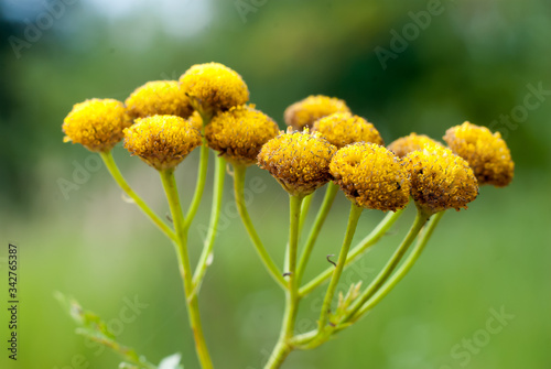 yellow flower in the garden © Rima