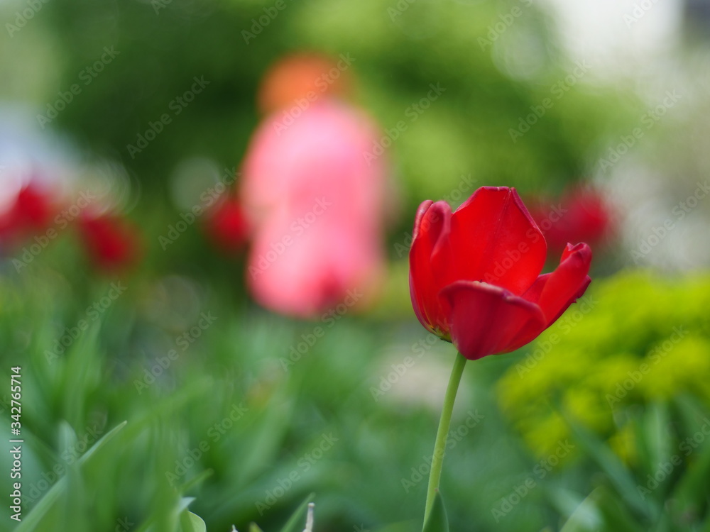 Street tulips on a green background Street tulips on a green background