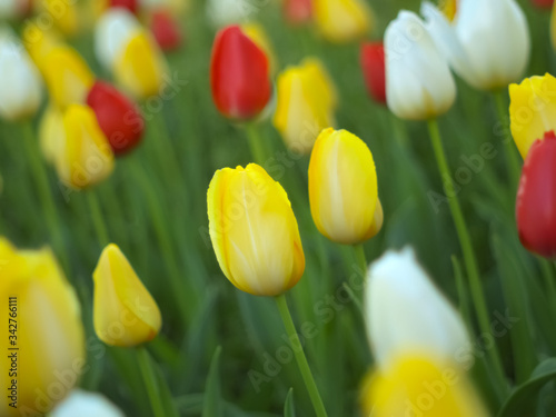 Beautiful Tulips in the Garden