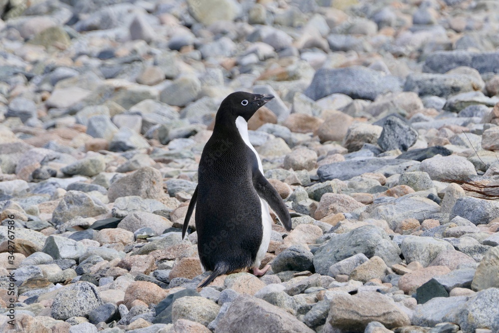 Obraz premium Adelie penguin in Antarctica on rocky beach at Stonington Islands