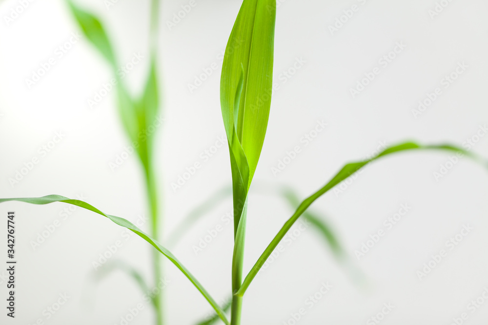 green leaves young stalks of a corn plant