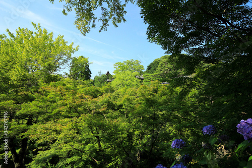 東福寺の青もみじ