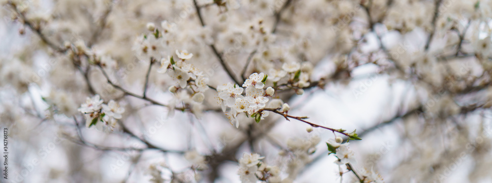 Pear tree in bloom. Spring is coming. Small white flowers covered the tree branches. Nature waking up. The beauty in nature. Pear tree in bloom. Spring is coming. Small white flowers covered the tree branches. Nature waking up. The beauty in nature.
