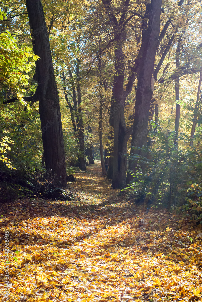 Obraz premium autumn in the forest