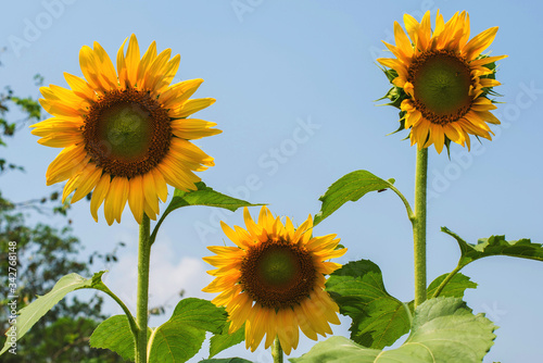 Beautiful flower  sunflower blossom blooming in nature