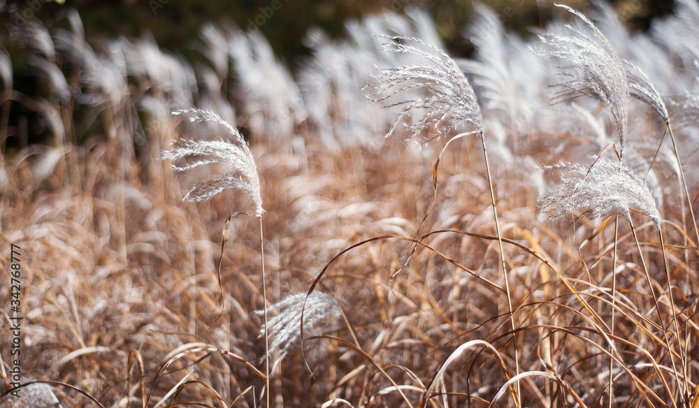 Fototapeta premium reeds in the wind
