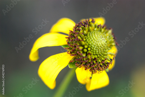  yellow flower