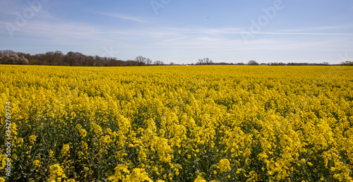 yellow rapeseed field © mariahvid