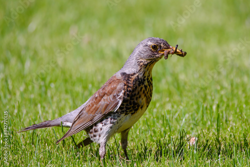 The fieldfare, Turdus pilaris bird in garden. Spring time. photo