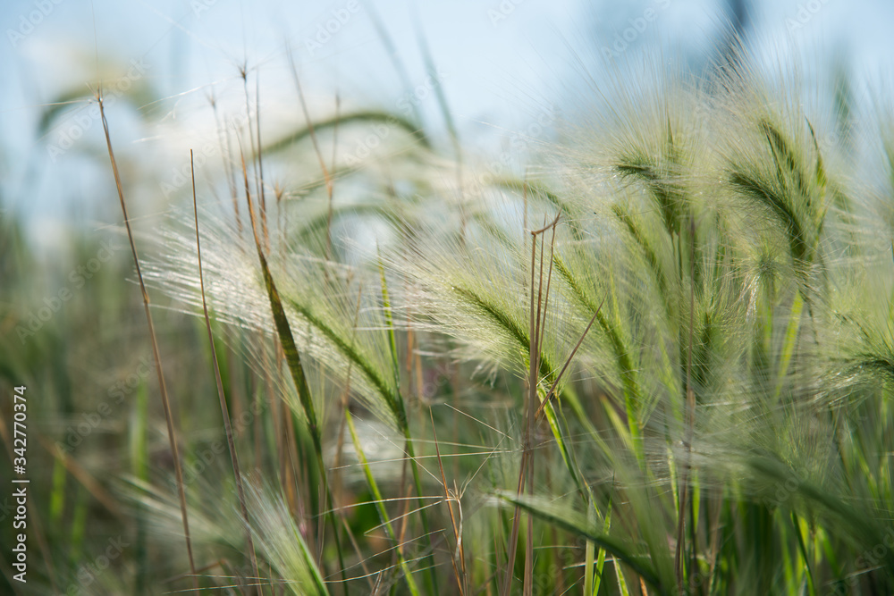 young green feather grass in the sunlight young green feather grass in the sunlight