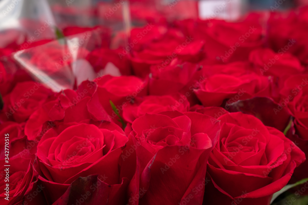 close-up of red roses close-up of red roses
