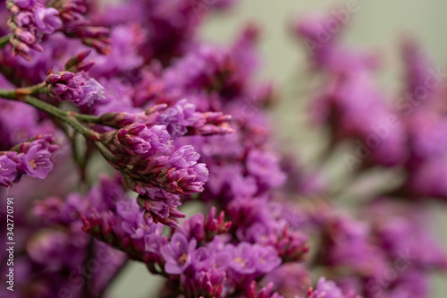 small purple flowers close up on blurred background