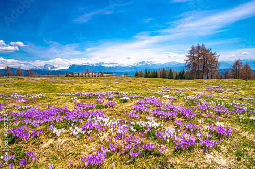 mountain pasture in spring with white and purple crocus and a blue sky