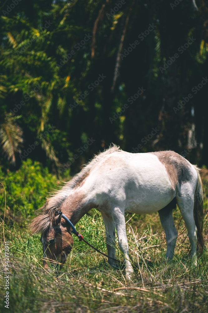 White horse eats grass on the lawn on a background of palm trees White horse eats grass on the lawn on a background of palm trees