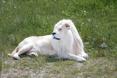 Canvas Print White lion lying on the green grass