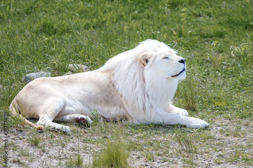 Photography White lion lying on the green grass