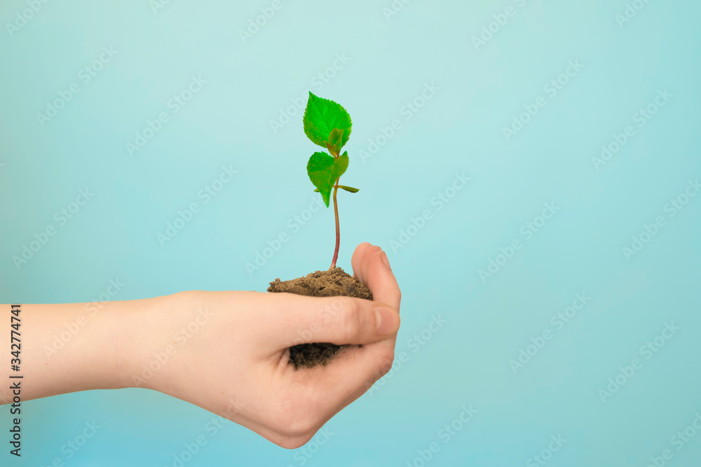 Ecology. Hands hold a sprout of seedlings on a blue background. Earth Day. Forest Conservation Concept Ecology. Hands hold a sprout of seedlings on a blue background. Earth Day. Forest Conservation Concept