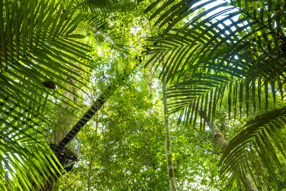 Naklejka premium (Selective focus) Stunning view of some tropical trees with beautiful green crowns inside the tropical rainforest of the Taman Negara National Park. Kuala Tahan, Pahang State, Malaysia.