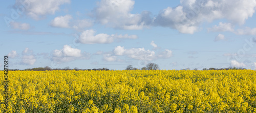 yellow rapeseed field