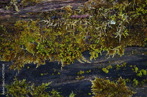 Natural texture of moss on wet wood - soft forest floor on the ground and on the stump. Concept frame and background for the forest theme in brown and yellow-green with space for text