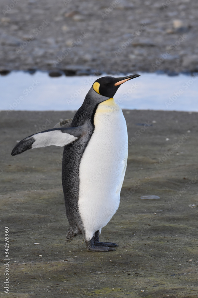 Fototapeta premium King penguin at Salisbury Plain, South Georgia Island
