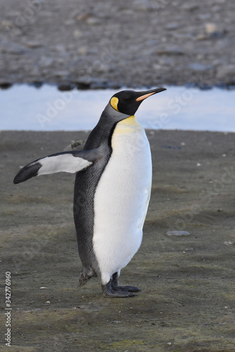 King penguin at Salisbury Plain  South Georgia Island