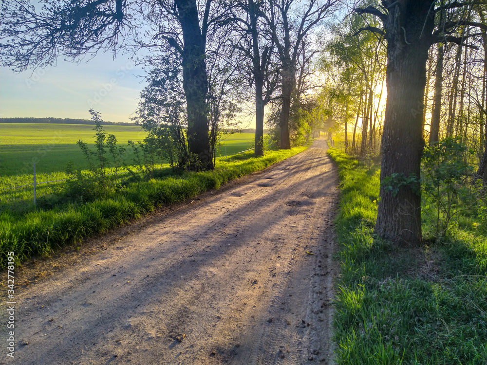 Misty road in Wielkopolska region, Poland Misty road in Wielkopolska region, Poland